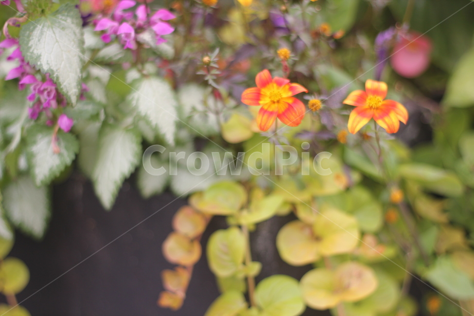 꽃,식물,잎,나뭇잎,flower,이쁜꽃,colorsense,plants,색상,색채,색깔,색감,nature,자연