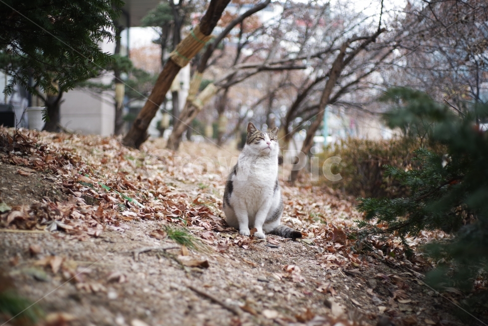 고양이,길고양이,길냥이,애완동물,반려동물,생명,자연,야생,동물,포유류,야생동물,야생고양이,미묘,미냥,cat,kitty,kitten,cute,lovely,adorable,pet,animal,street,streetcat,stray,straycat,wild,wildlife,wildcat,wildanimal,nature,natural,beauty,beautiful,동물,animal,포유류,mammal,고양이,cat,kitten,kitty
