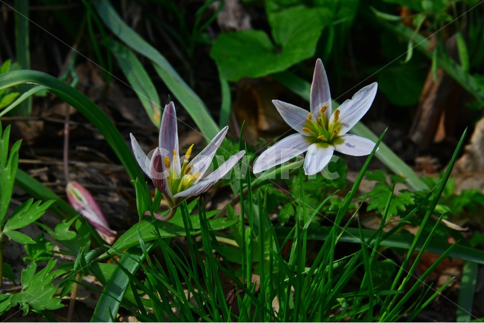 plant,식물,blossom,flower,꽃,산자고,산자고꽃,야생화,봄꽃
