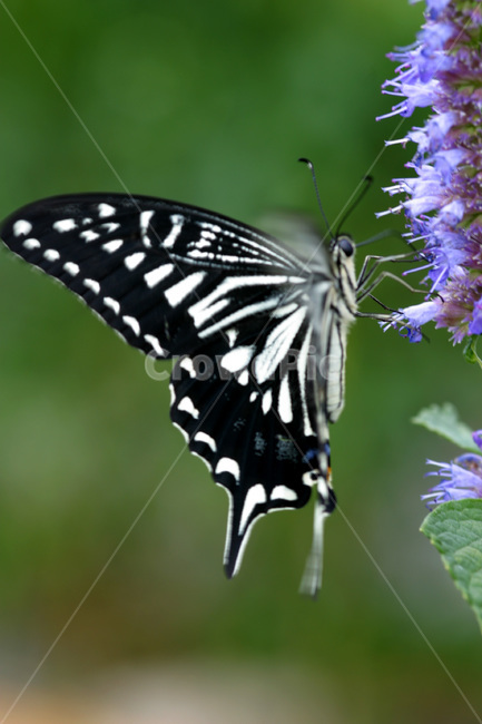 자연,나비,야생화,호랑나비,접사,동물,animal,곤충,벌레,insect,bug