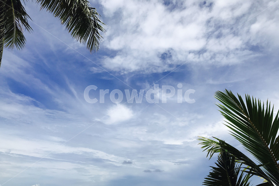 야자수,palmtree,tree,식물,나무,sky,하늘,arecaceae,plant