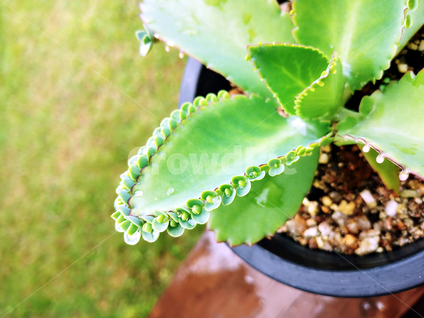 식물,만손초,다육식물,다육이,신기한,plant,succulent,실내용화초,화분,화초,house plant