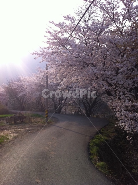 plant,식물,벚꽃,분홍,핑크,pink,나무,cherryblossoms