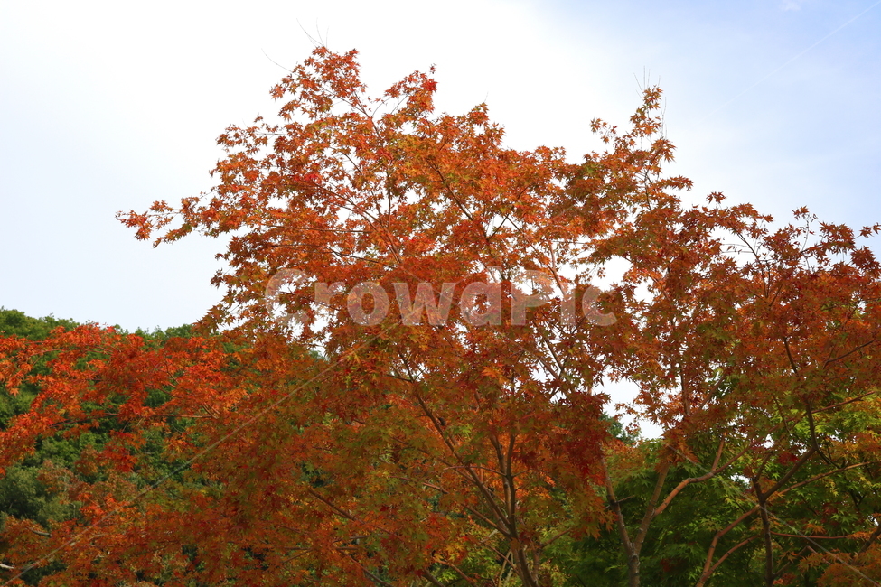 나무,단풍,단풍나무,식물,가을,자연,풍경,단풍잎,하늘,계절,가을,계절,fall,autumn,season,자연,풍경,nature,landscape,식물,plants,나무,trees,wood,tree,plant,leaf,잎,maple
