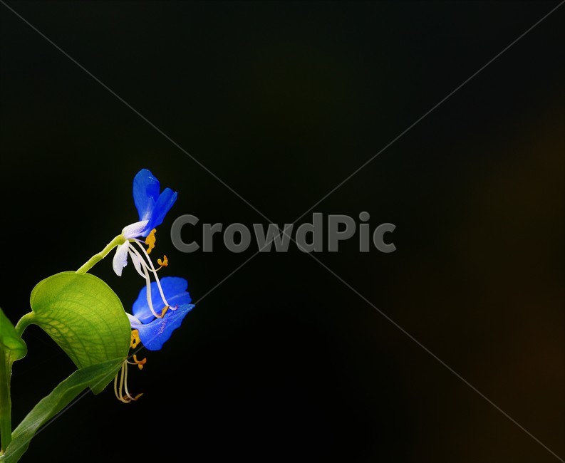 꽃,접사,뼐꽃,자연,flower,식물,자연,plants,nature,꽃,flower