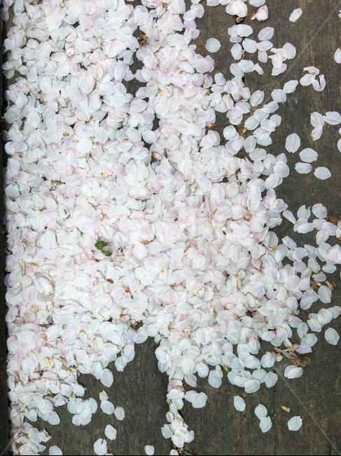 벚꽃,꽃잎,꽃,떨어짐,분홍,식물,배경,봄