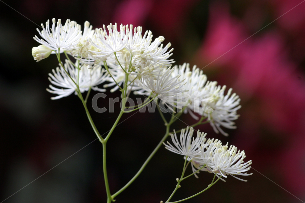 산꿩의다리,꽃사진,꽃,하얀꽃,하얀색,식물,자연,plants,nature,꽃,flower