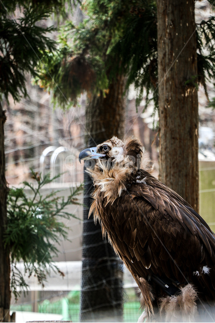 새,독수리,매,동물,animal,hawk,buzzard,bird,동물,animal,조류,새,birds