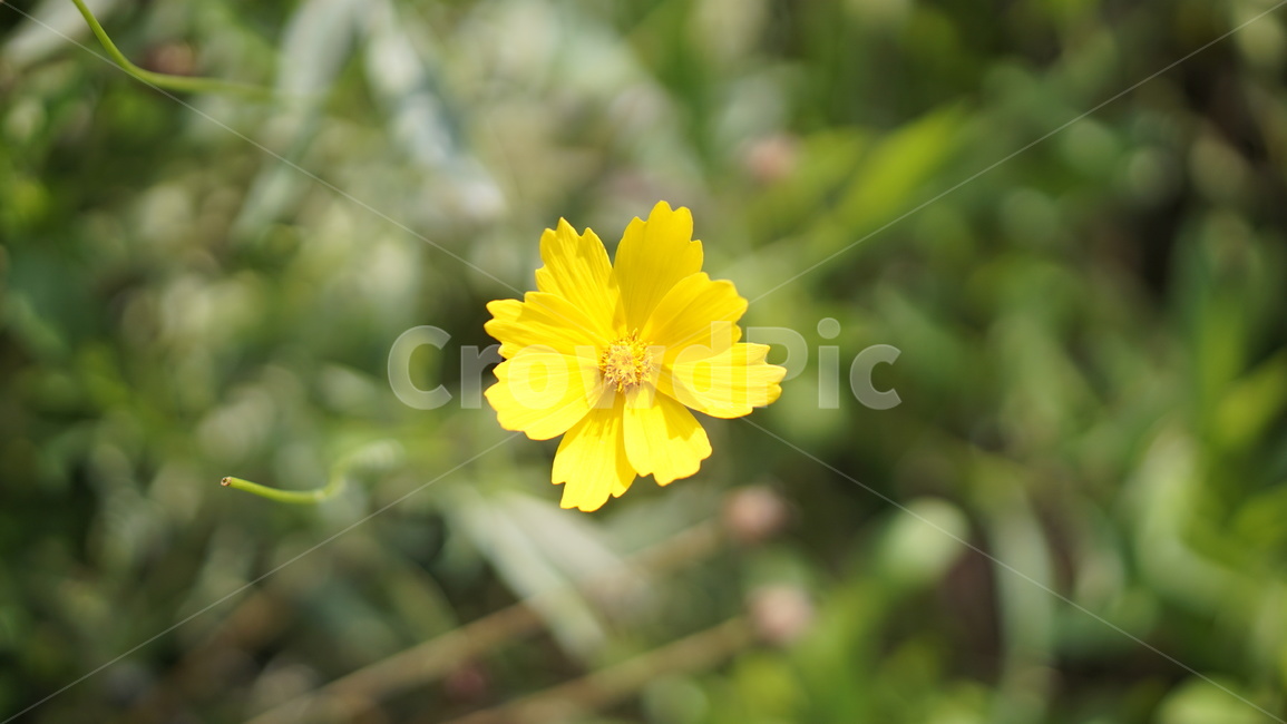 노란꽃,여름,풀,초록,아웃포커스,식물,자연,plants,nature,꽃,flower
