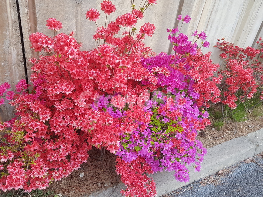 봄,봄꽃,꽃,영산홍,철쭉,식물,spring,flower
