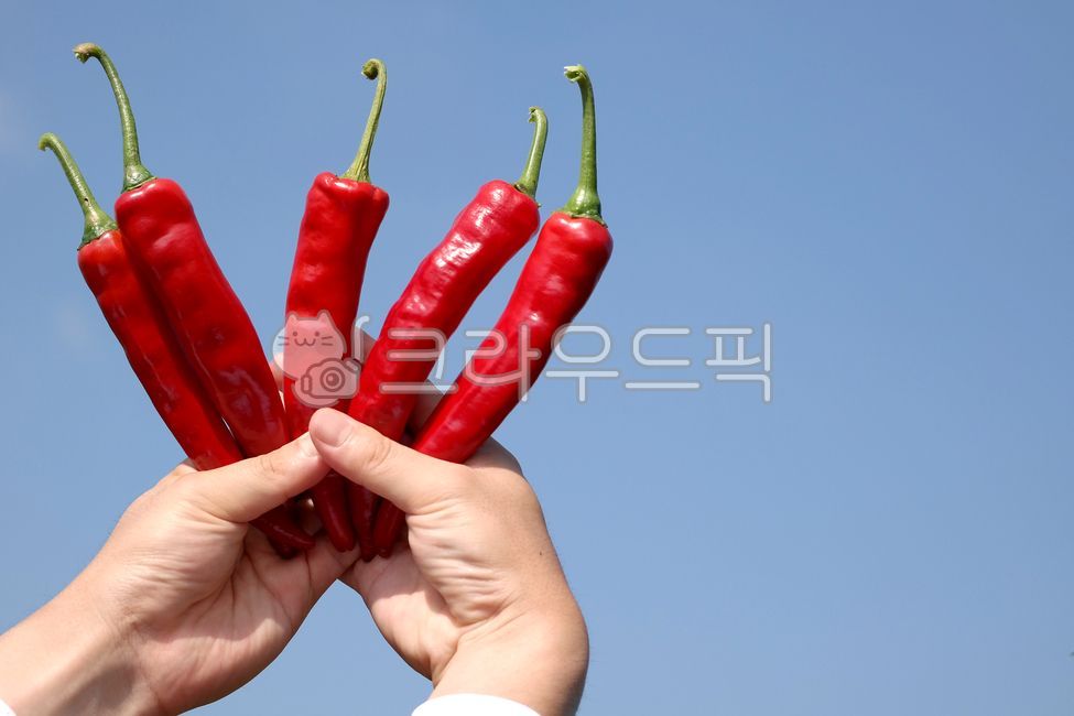고추,초록,빨강,익은,풋고추,농산물,식재료,향신료,음식,음식재료,건고추