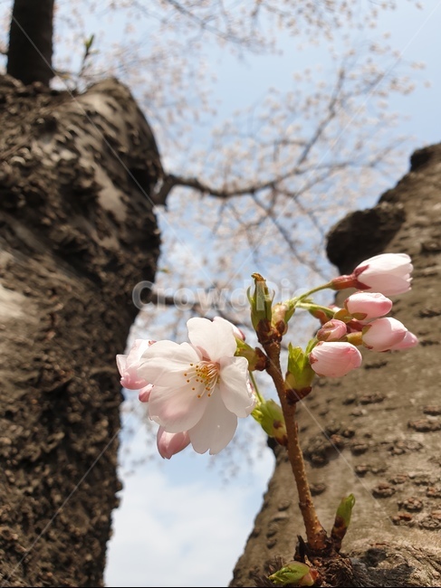 벚꽃,봄,꽃송이,꽃봉오리,blossom