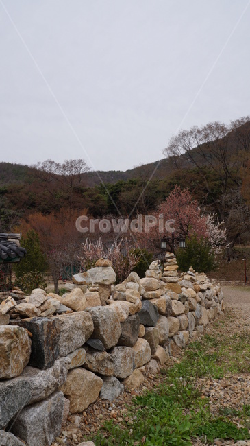 벚꽃,산,풍경,돌담,기와지붕,나무,절