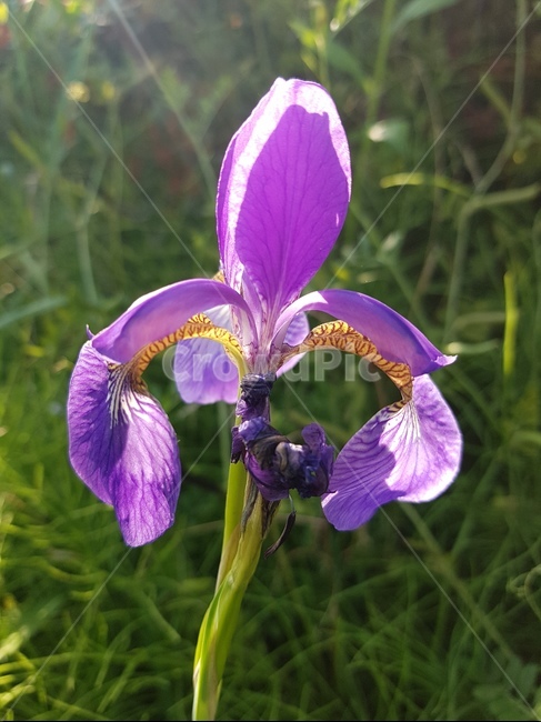붓꽃,역광,햇빛,보라색,초록색,식물,자연,plants,nature,꽃,flower