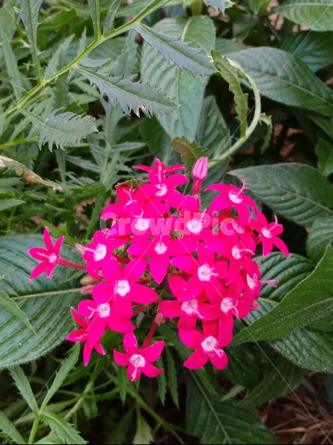 꽃,식물,꽃잎,plant,flower,blossom,빨간색꽃,식물,자연,plants,nature,꽃,flower