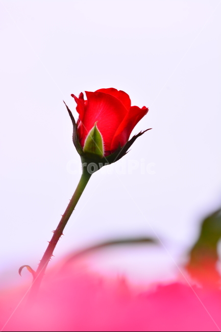 장미,장미꽃,로즈,꽃,아름다움,예쁜,플라워,데코레이션,꽃송이,꽃잎,feeling,rose,flowers,5월,계절의여왕,가시,가든,정원,앞뜰,장미원,장미축제,BEAUTIFUL,plant,garden,한송이,빨강색장미,빨간색장미,식물,자연,plants,nature,꽃,flower