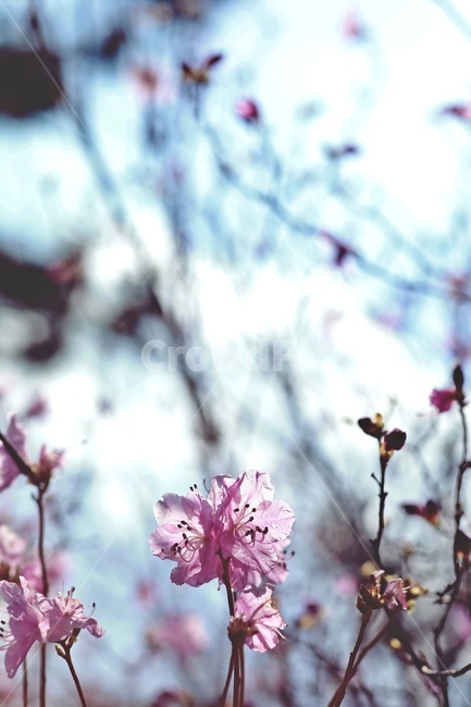 홍매화,flower,pink,tree,apricotflower,purple