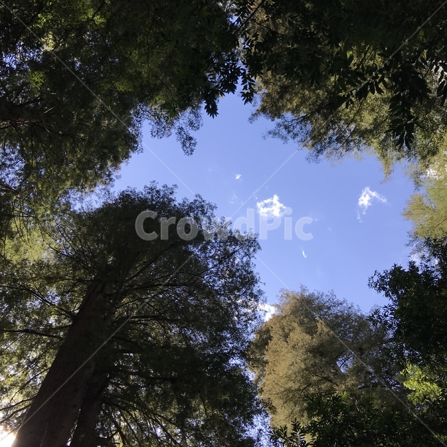 하늘,나무,숲,초록,구름,울창,자연,풍경,nature,landscape,plant,식물,tree,light,빛,flare,플레어,fir,전나무