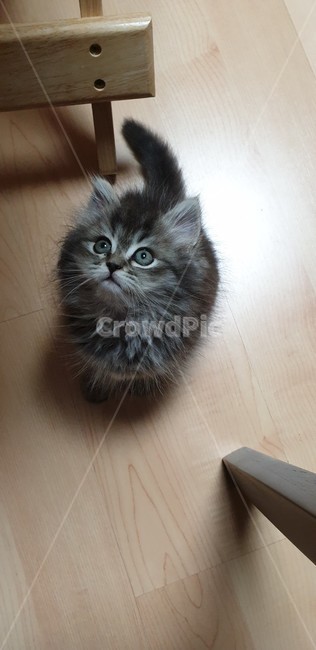 어린고양이,고양이,새끼고양이,반려묘,귀여운고양이,페르시안고양이,아기고양이