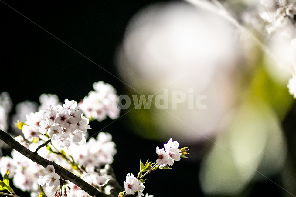 공원,밤,flower,night,벚꽃,꽃잎,꽃,flower