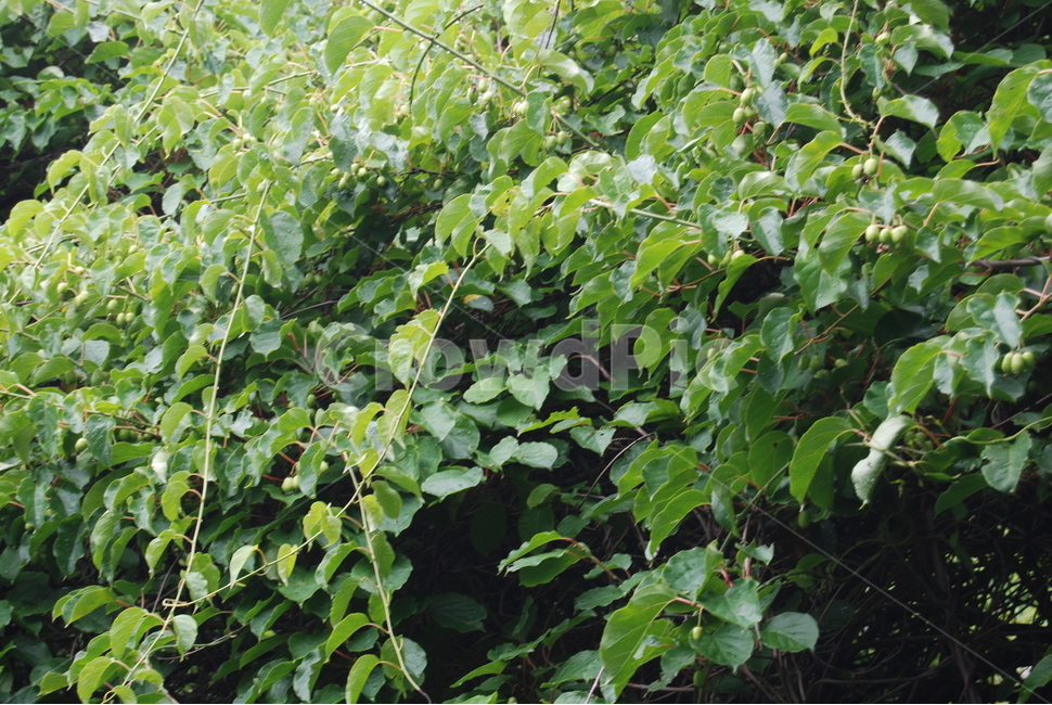 식물,열매,녹색,green,park,식물,자연,plants,nature