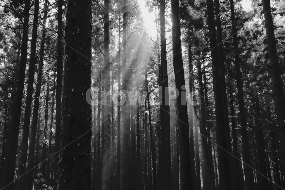 햇빛,flare,플레어,light,sunlight,빛,tree,fir,전나무,나무,plant,식물,abies,아비,메타세콰이어,가로수길,가을,감성,자연,풍경,nature,landscape,흑백,모노톤,monochrome,black and white
