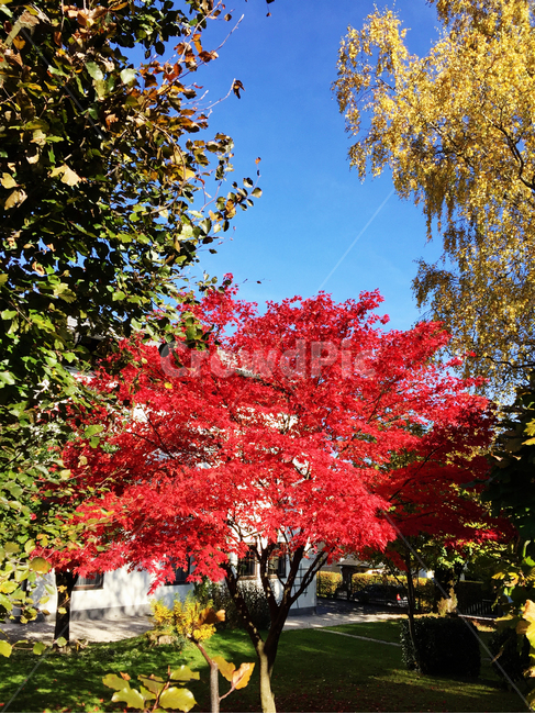 가을,동유럽가을,단풍,풍경,화창함,가을,계절,fall,autumn,season,leaf,잎,plant,식물,tree,나무,maple