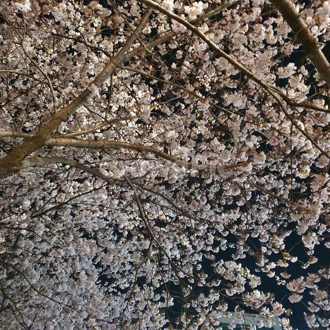 벚꽃,벚꽃나무,봄,하늘,봄풍경