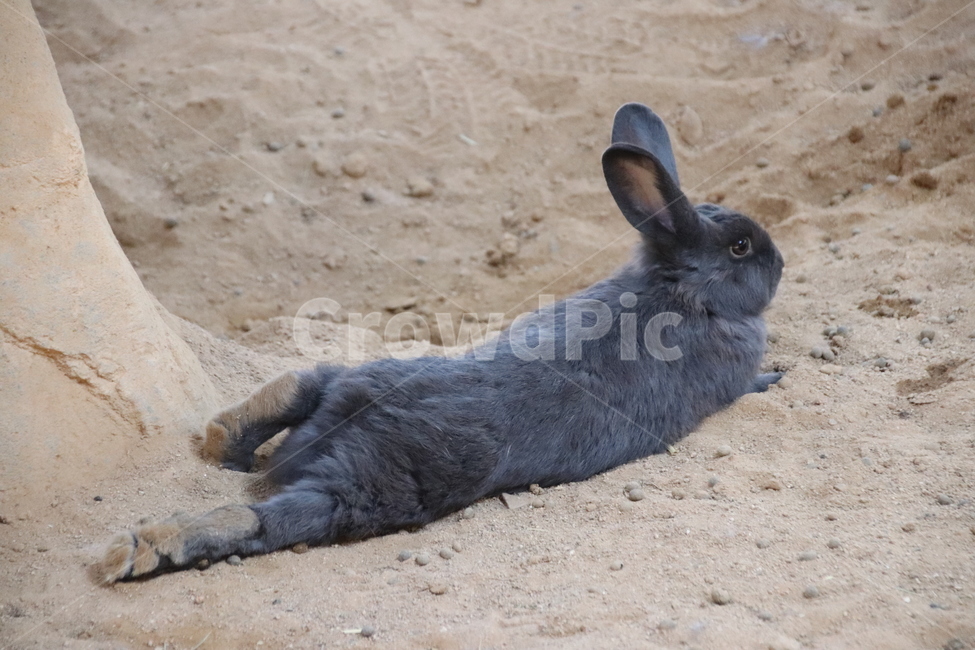 토끼,동물,자연,귀여움,순한,동물,animal,포유류,mammal