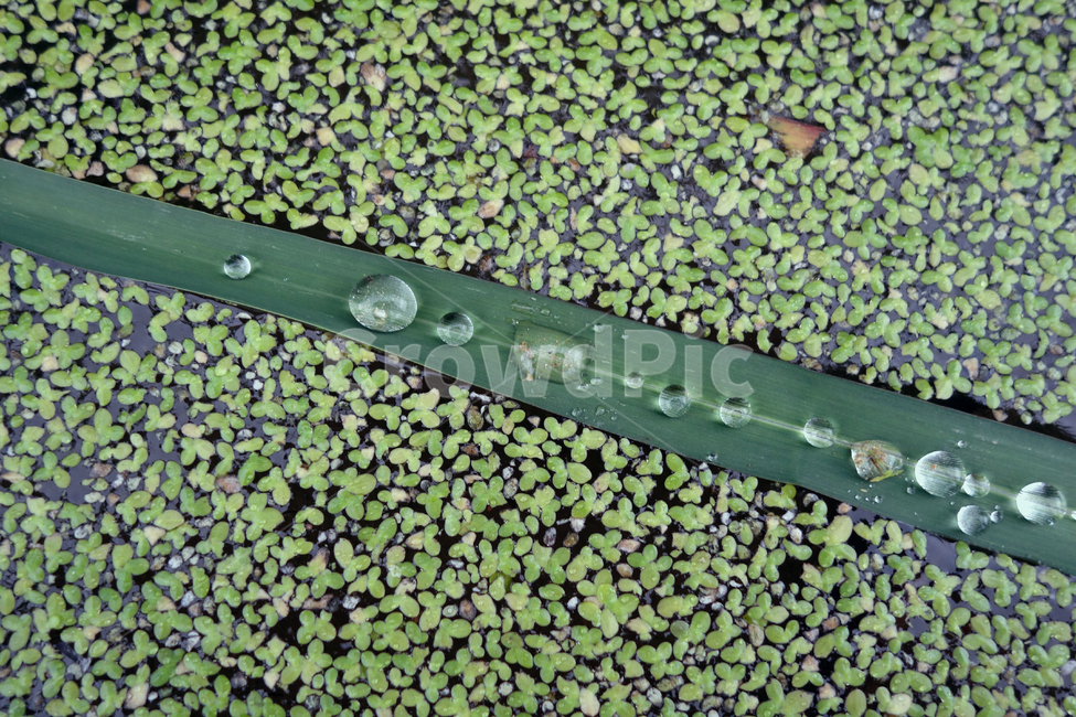 물방울,개구리밥,식물,녹색,풀,식물,자연,plants,nature