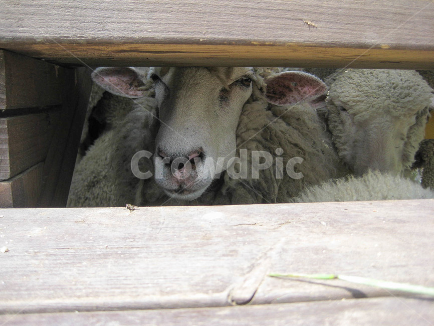 양,sheep,그늘,여름,summer,shade,동물,animal,포유류,동물,animal,포유류,mammal