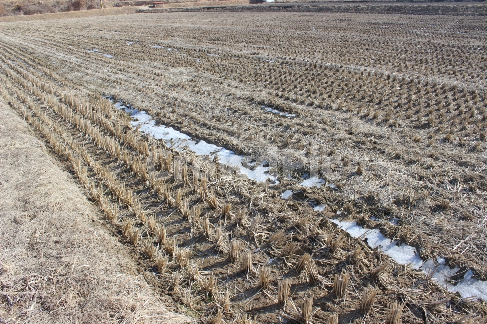 겨울,논,추수후,농한기,이교관,겨울,계절,winter,season,시골,마을,풍경,landscape,country,rural,town