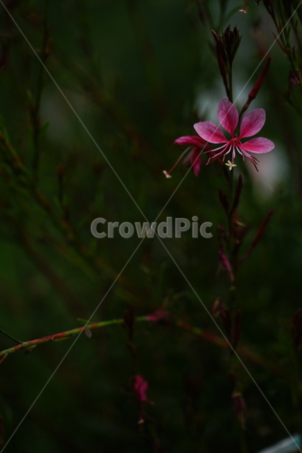 꽃,plant,식물,flower,가우라,식물,자연,plants,nature,꽃,flower