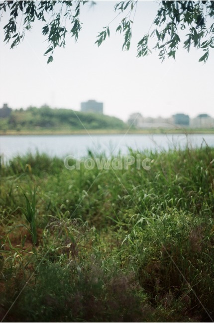 강,한강,공원,풀,나무,자연,풍경,nature,landscape,감성,sensible,feeling,leisure activities,레저 활동,adventure,모험,plant,식물,grass,잔디