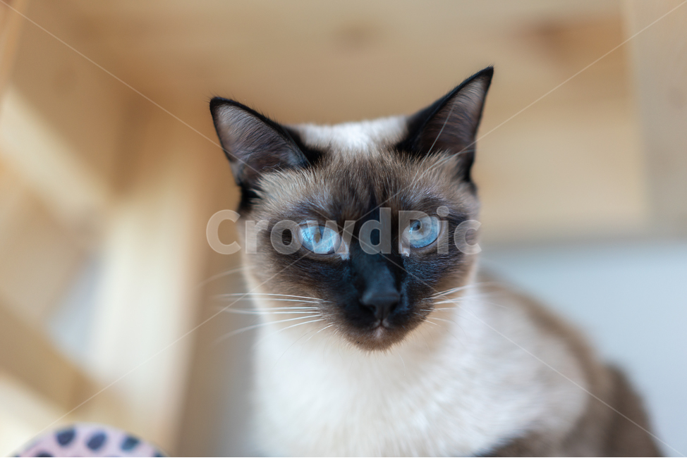 캣타워,샴,고양이,암컷,cat,파란눈,나무,목재,diy,집사,동물,animal,포유류,mammal,고양이,cat,kitten,kitty