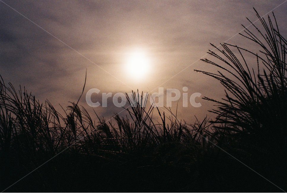 억새축제,가을갈대,brownaesthetic,풍경,가을느낌,노을,해질녘,sundown,오래된나무,가을저녁,우거진나무,자연,풍경,nature,landscape,grass,잔디,plant,식물,light,빛,flare,플레어