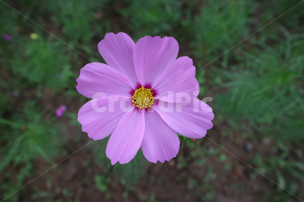 plant,식물,코스모스,가을,꽃,flower,가을,계절,fall,autumn,season,식물,자연,plants,nature,꽃,flower