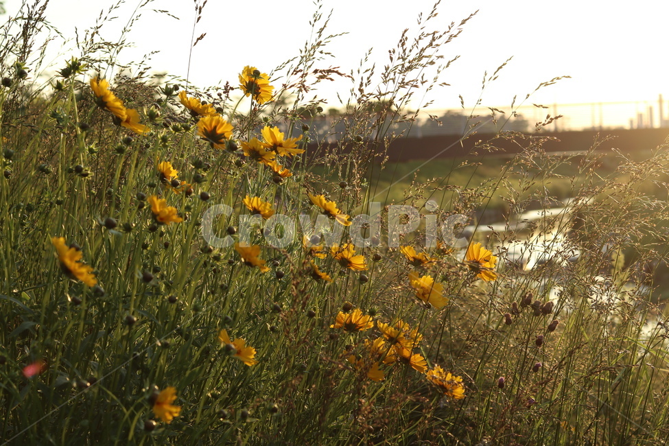 금계국,햇살,빛,아침,풍경,노랑,식물,자연,plants,nature,꽃,flower,휴식,힐링,rest,relaxation,healing