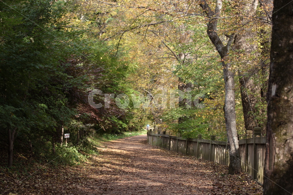 tree,나무,plant,식물,treetrunk,나무줄기,숲길,시골길,자연,풍경,nature,landscape