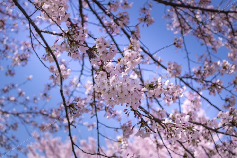 봄,벚꽃,벚꽃놀이,꽃놀이,봄나들이,봄,계절,spring,season,식물,자연,plants,nature,꽃,flower,plant,blossom