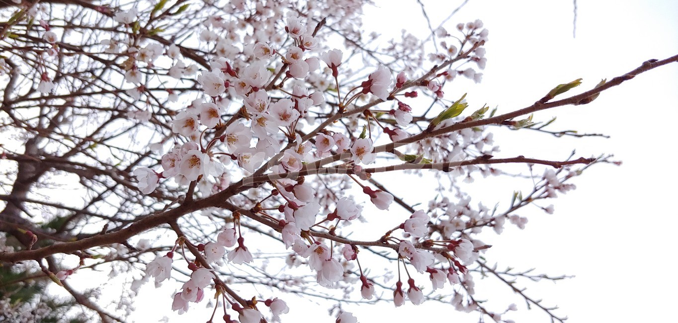 꽃,flower,식물,벛꽃,나무,봄