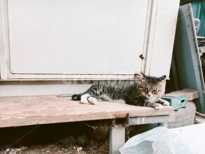 고양이,나른한,길,까만색,줄무늬,동물,animal,포유류,mammal,고양이,cat,kitten,kitty