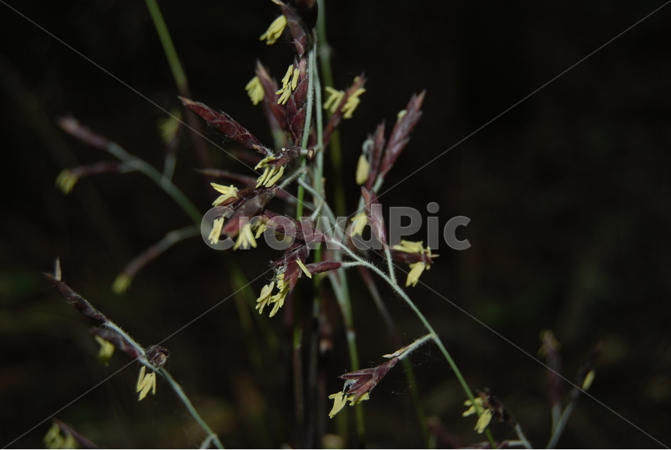 기백산,금원산,함양군,수목원,휴양림,식물,자연,plants,nature,꽃,flower