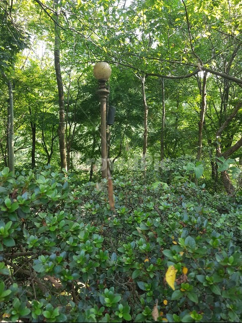 녹색,식물,나무,tree,plant,자연,풍경,nature,landscape