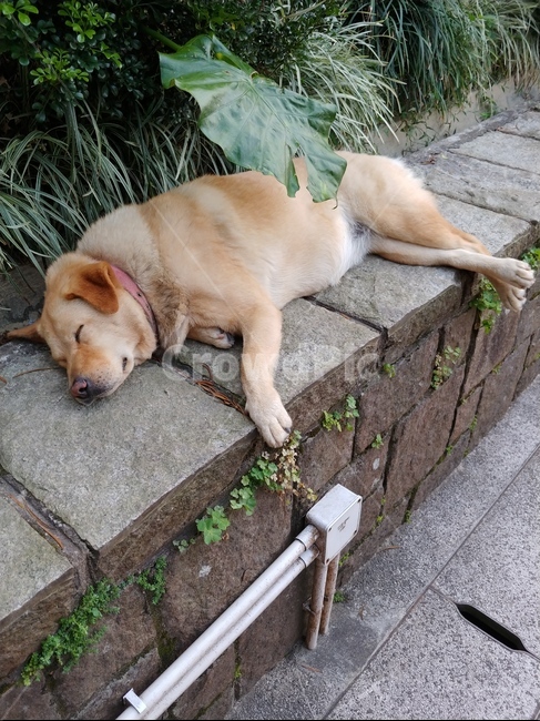 강아지,개,잠,야생,귀여운,동물,animal,포유류,mammal,개,강아지,dog,doggy