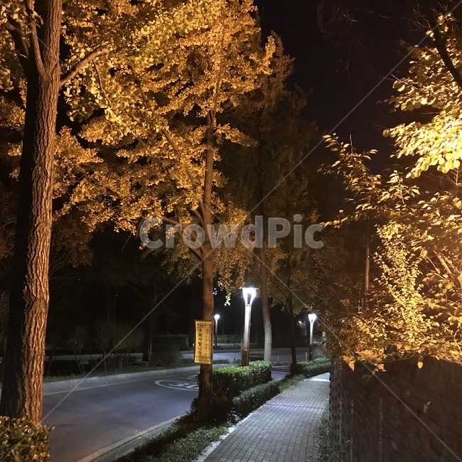 나무,저녁,밤,가로등,산책,tree,plant,식물,자연,plants,nature,나무,trees,wood
