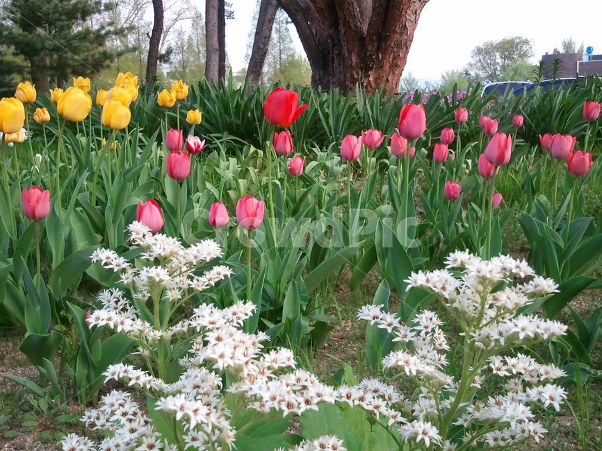 튤립,tulip,백합과,식물,꽃,구근초,여러해살이화초,식물,자연,plants,nature,꽃,flower