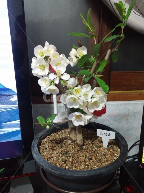 동양금,명자,산당화,plant,식물,꽃,봄,실내용화초,화분,화초,house plant