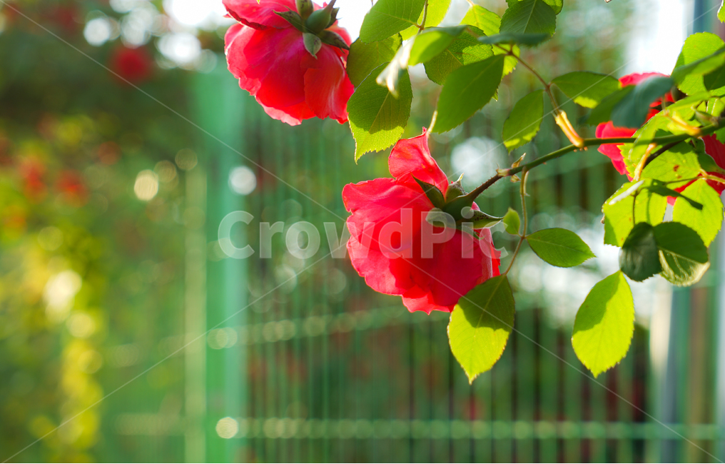 장미,오월,꽃,울타리,넝쿨,사랑,가시,식물,자연,plants,nature,꽃,flower