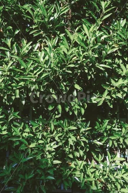 텍스처,패턴,식물,녹색,햇살,일상,풍경,감성,식물,자연,plants,nature,텍스처,질감,패턴,texture,pattern